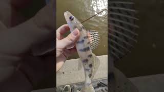 бершик# спортивная рыбалка на дону### YouTube#shorts# YouTube# shorts #YouTube# shorts#