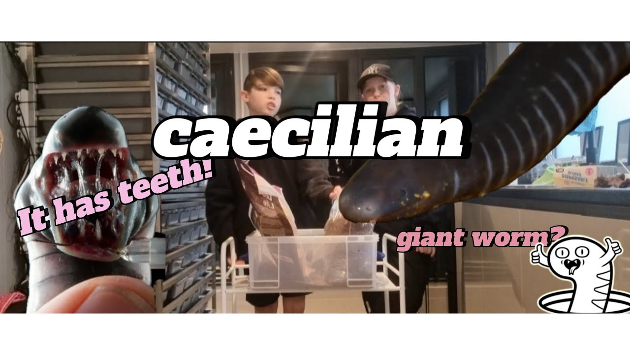🌿🪱We got a caecilian care/unboxing 🪱🌿