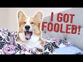 April fools  topi the corgi