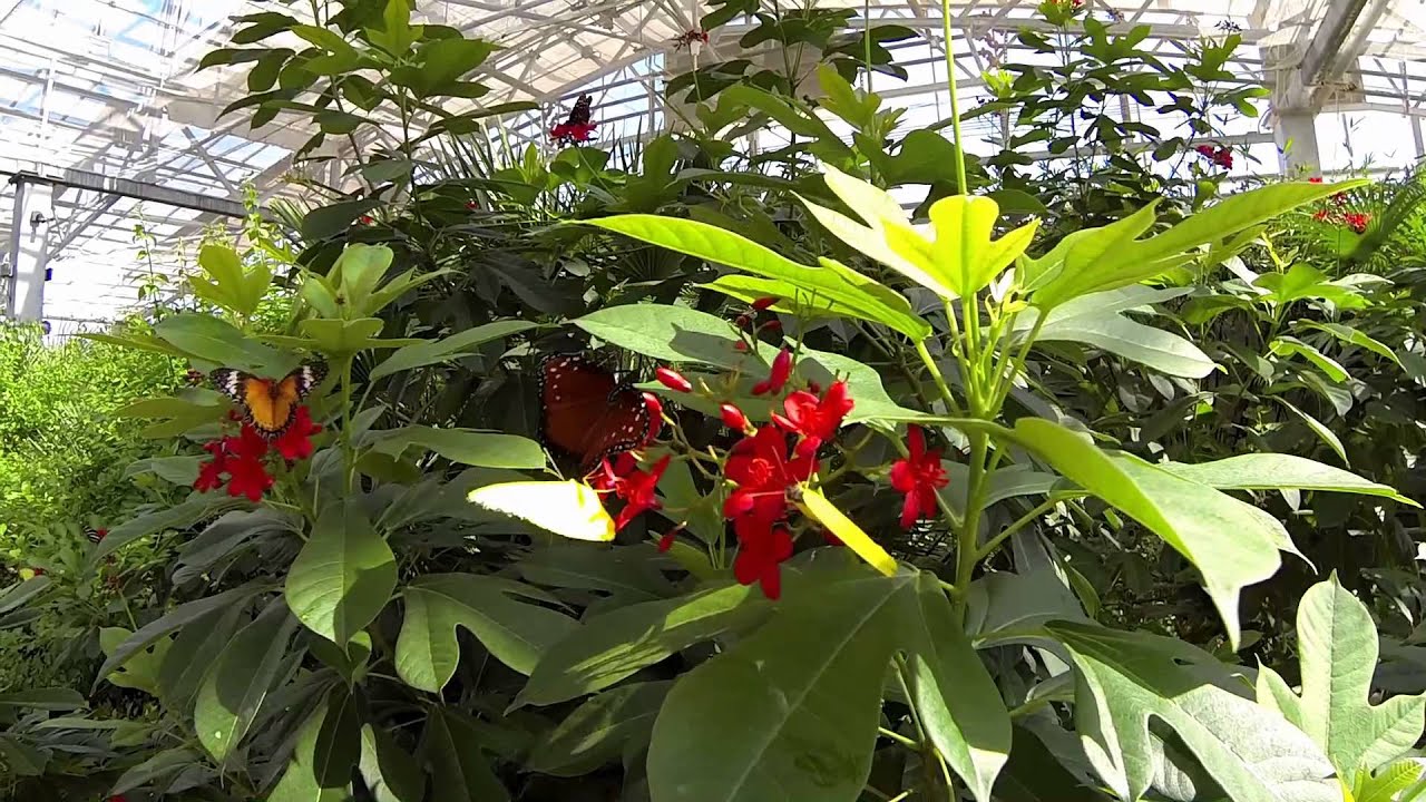 Butterfly Wonderland in Scottsdale, AZ YouTube