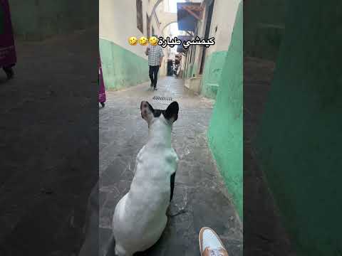 كيقولي طلاقها و كيهرب Bulldog Tetouan Tangier اكسبلور Maroc Dogbreed تيك توك Music