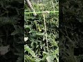 Tomato cultivation //#farming #टमाटर_कि_खेती #agricultural #टमाटर_की_खेती