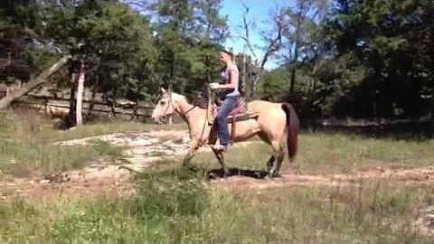 Joleen hunter jumper buckskin