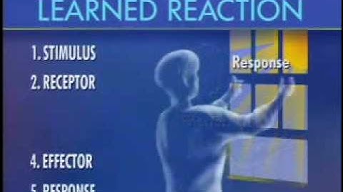 Stimulus Response - Part 1