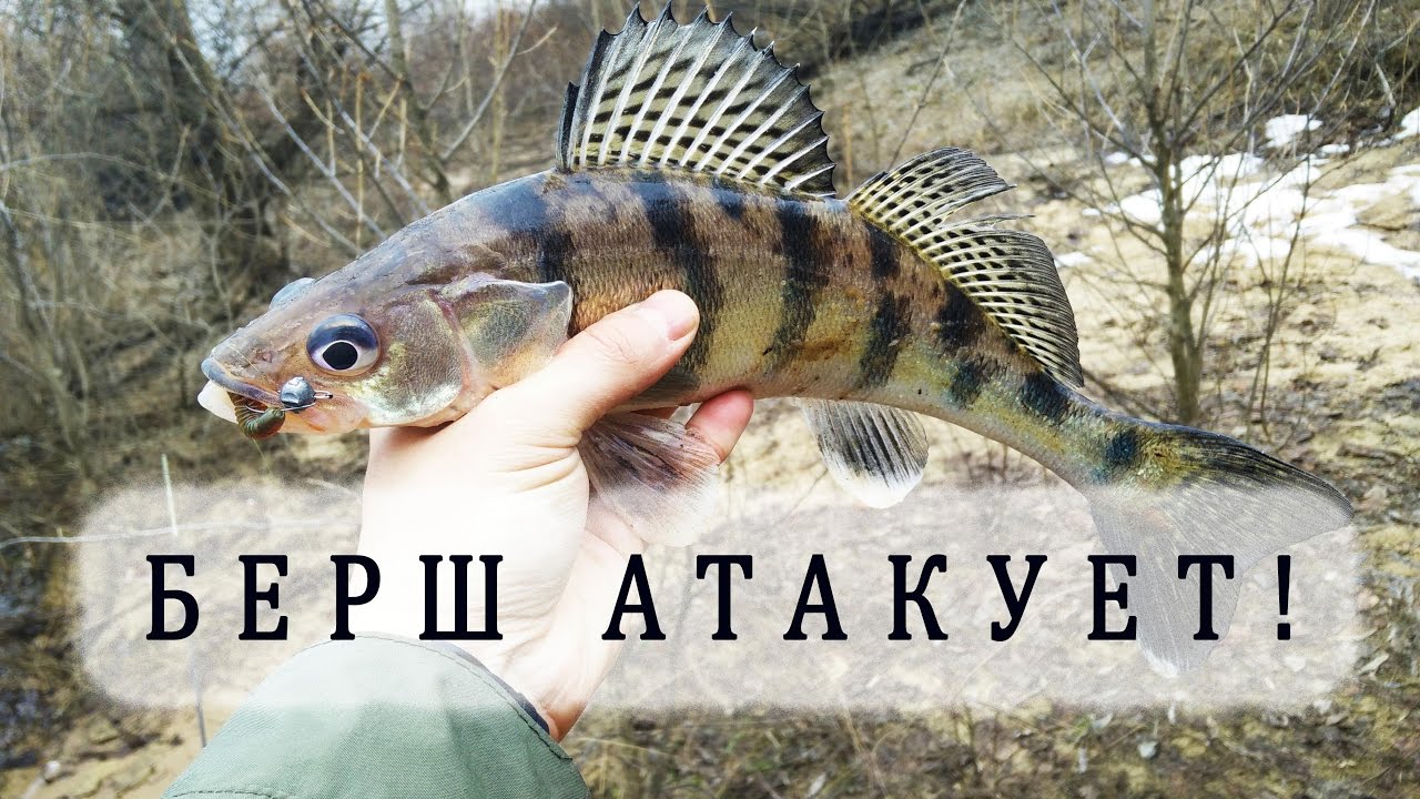 Рыбалка весной: сумасшедший берш атакует!