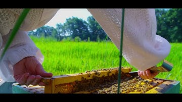 SuperDFM Honeybee Probiotics for Bees