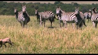 African Cats Huge Adventure Clip 1080P