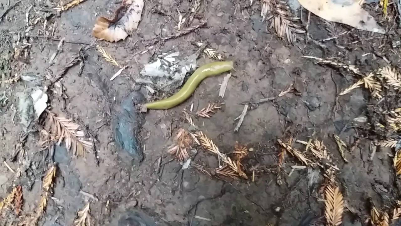 camera iphone 8 plus apk Yet another banana slug