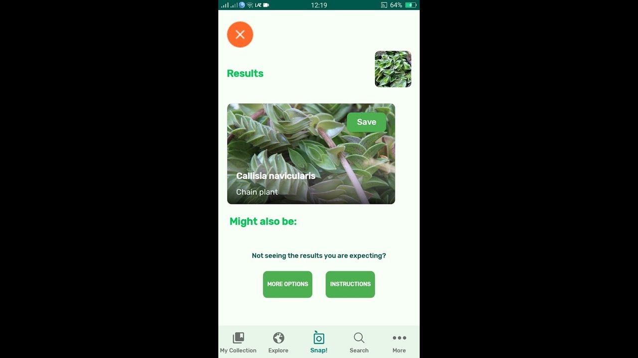 PlantSnap identifies a Chain plant (Callisia navicularis)