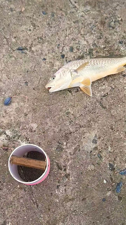 Nunca falla#pescando con sonia#
