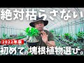 約１万個の中から厳選！初心者におすすめ塊根植物TOP１０