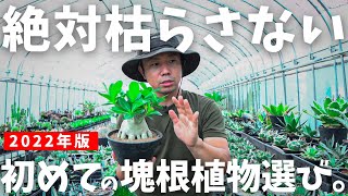 約１万個の中から厳選！初心者におすすめ塊根植物TOP１０