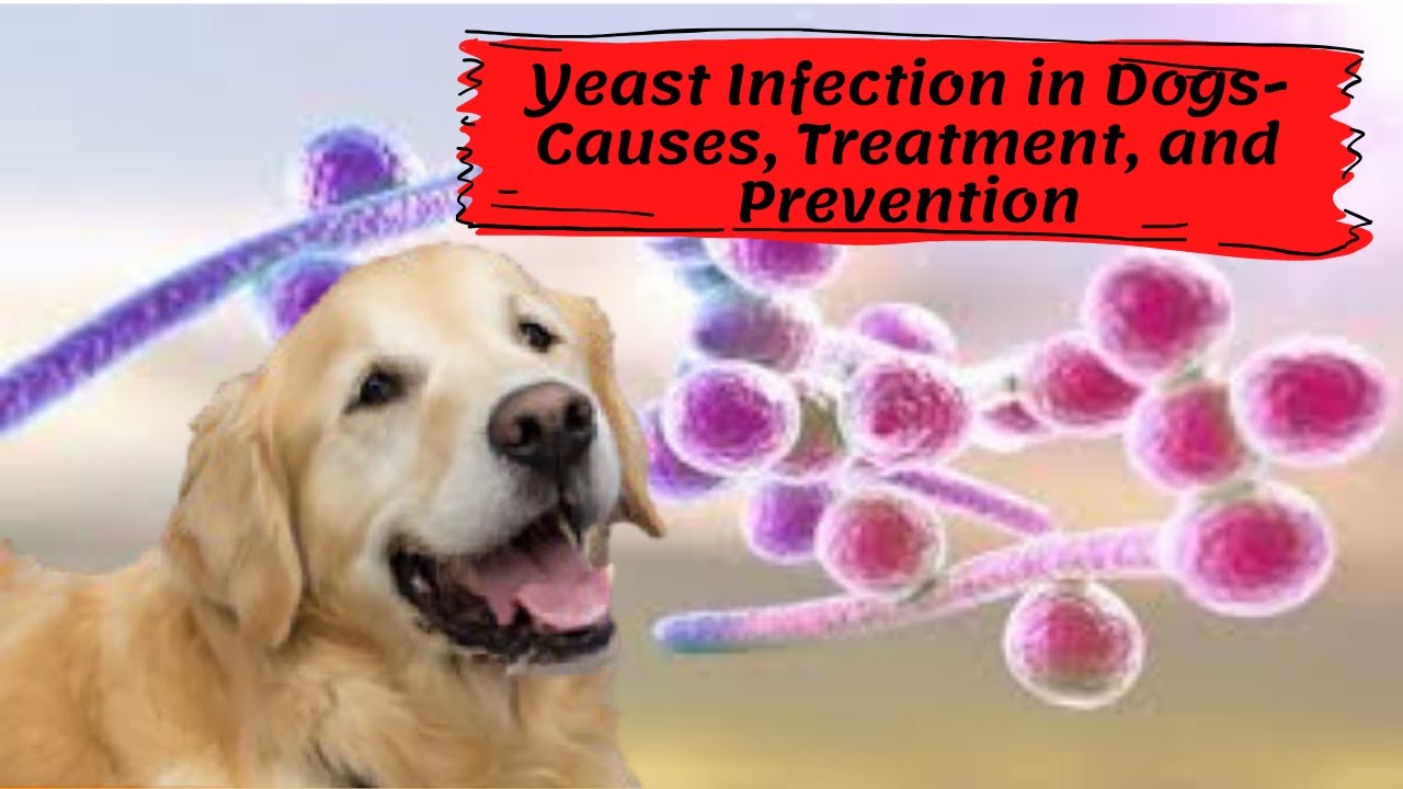 Yeast Infection in Dogs Causes, Treatment, and Prevention YouTube