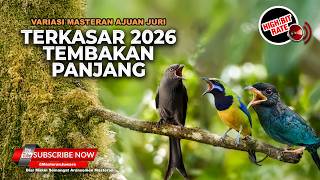 🔴 Live Masteran Terkasar 2026 Tengkek Buto Greja Necret Cucak Cungkok Super Gacor Muntah Koral