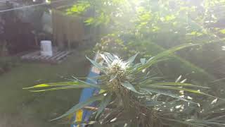 Outdoor grow 2017 (part 16) Q&A