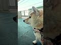 電車を待つ様子【介助犬と桃にゃん】 #柴犬介助犬 #介助犬るな #介助犬と桃にゃん #介助犬 #shiba #dog #cutedog