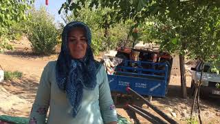 Tütün Filesini Boşaltma Yöntemi