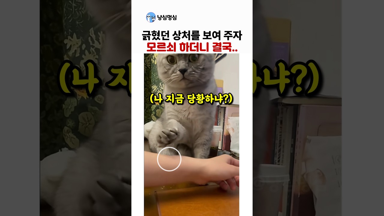 집사가 팔에 긁힌 상처를 보여 줬더니.. 모르쇠 고양이의 반응