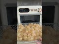 anti mubajir buah saat imlek #dayswithnakaho #dehidrator #airfryer #antimubajirbuah #hiduosehat