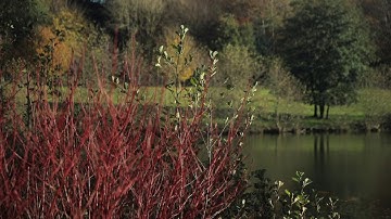 Autumn Gold at Chartwell