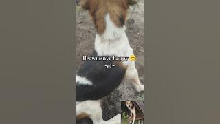 Brownis udah dibawa dari pondok mamah #anabul #dog #vlog #kalimantan #dayakngaju