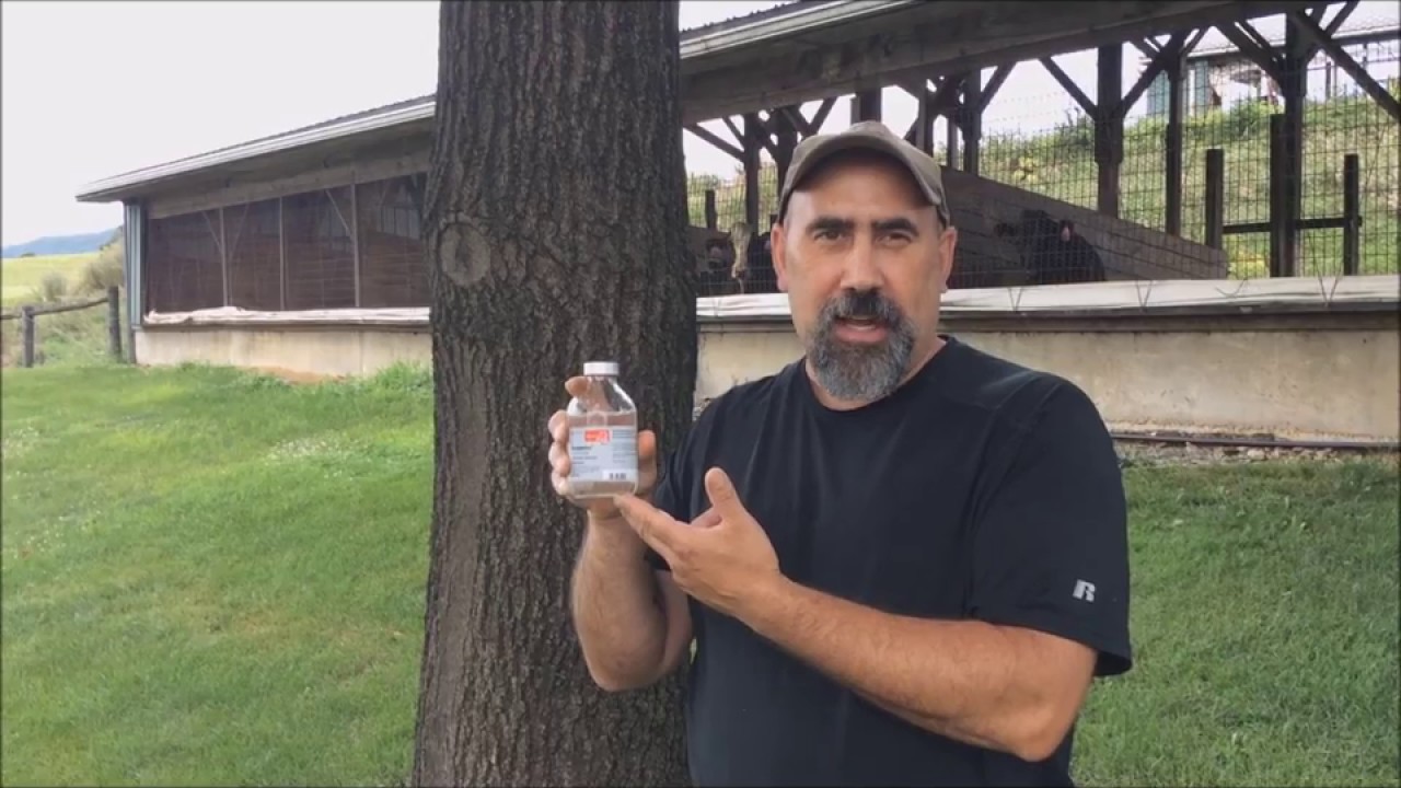 Discover the Secret Adult Uses of Banamine Nobody Talks About