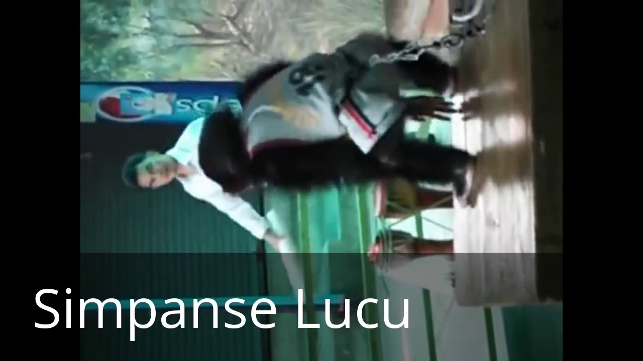 Simpanse Lucu YouTube