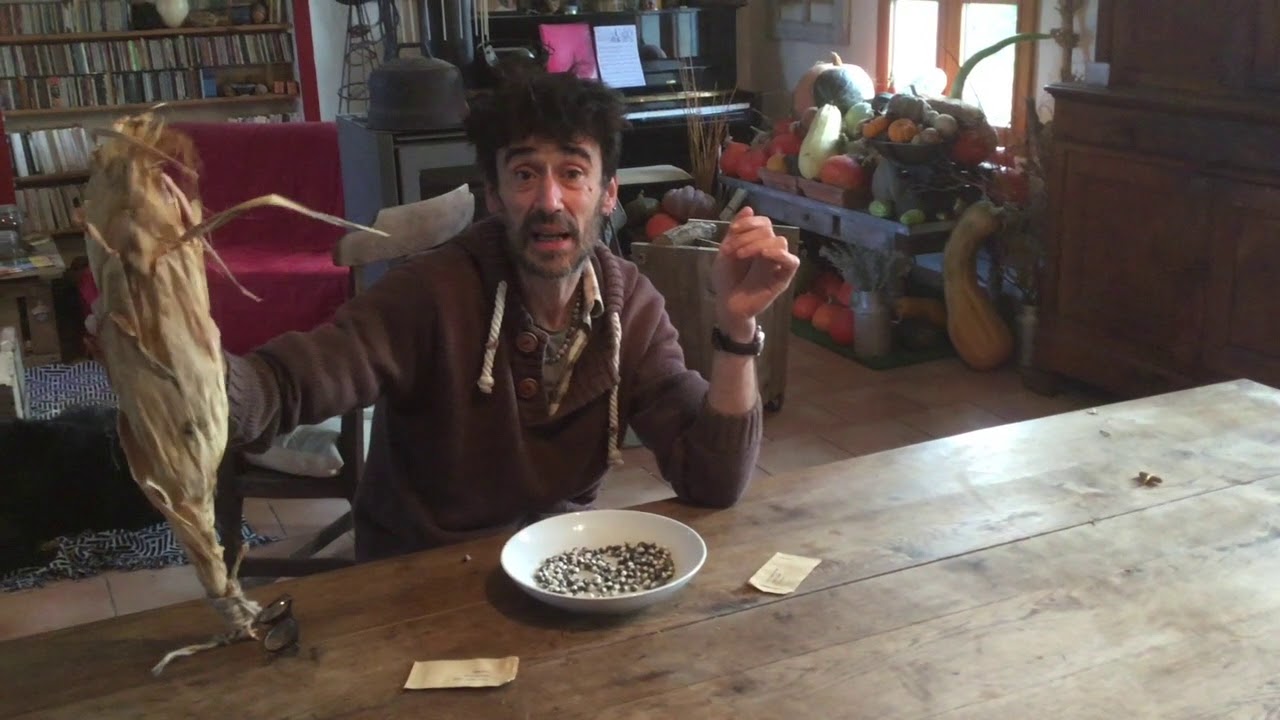 Maïs bleu des indiens Hopi