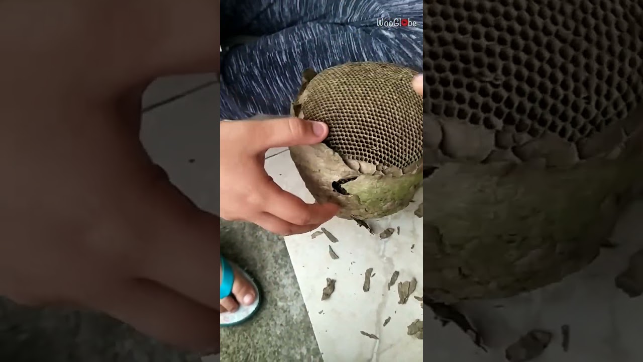 Curious Girl Regrets Opening Wasp Nest