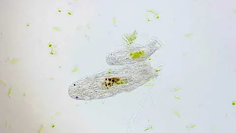 Motic | Water bears under microscope - Part 1 | BA310