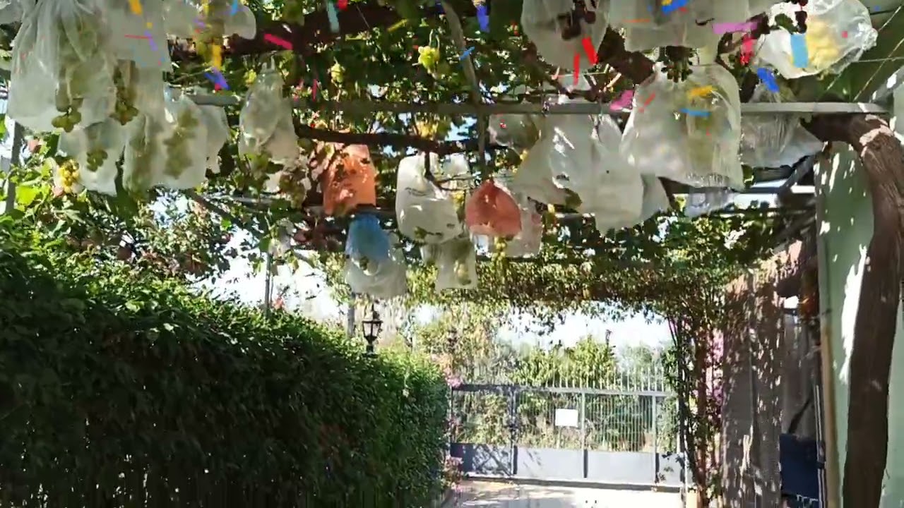 Çardak redglop, müşküle üzüm 