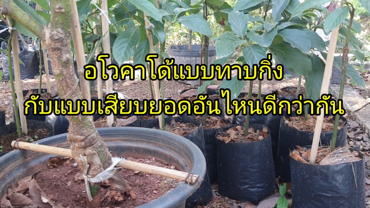 อโวคาโด้แบบทาบกิ่งกับเสียบยอดแบบไหนดีกว่ากัน