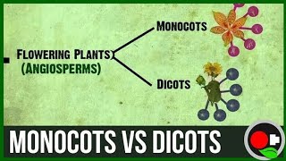 Monocot versus dicot