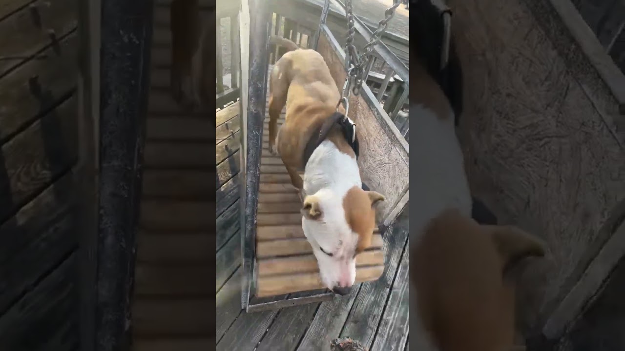 Colby APBT Male Monkie! 