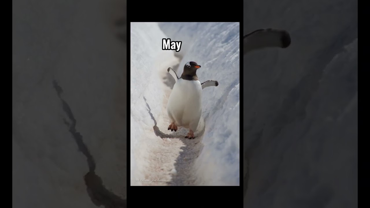 ✨your month your penguin✨