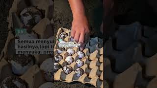 BETINA SULCATA NELOR PERTAMA KALI #tortoise #sulcata #pets #animals