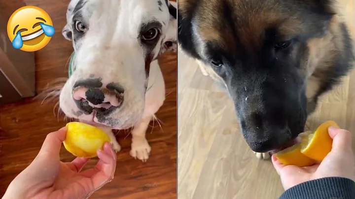 Dogs Vs Lemon Compilation - Best Funny Reaction Ever