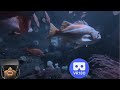 VR180 3D - Colorful Aquarium Fish #vr180 #3d #fish #fishtank #aquarium #aquariumfish