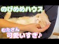 【のぴめめ】のぴめめハウスでたこ焼きパーティー【コラボ】