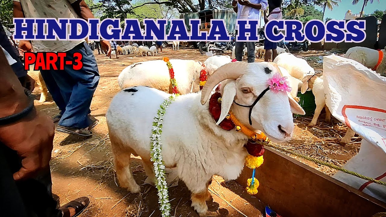 Hindiganala Sheep And  Goat Market | H-cross Sheep And Goat Market PART-3 | May 12 nearing #bakrid |