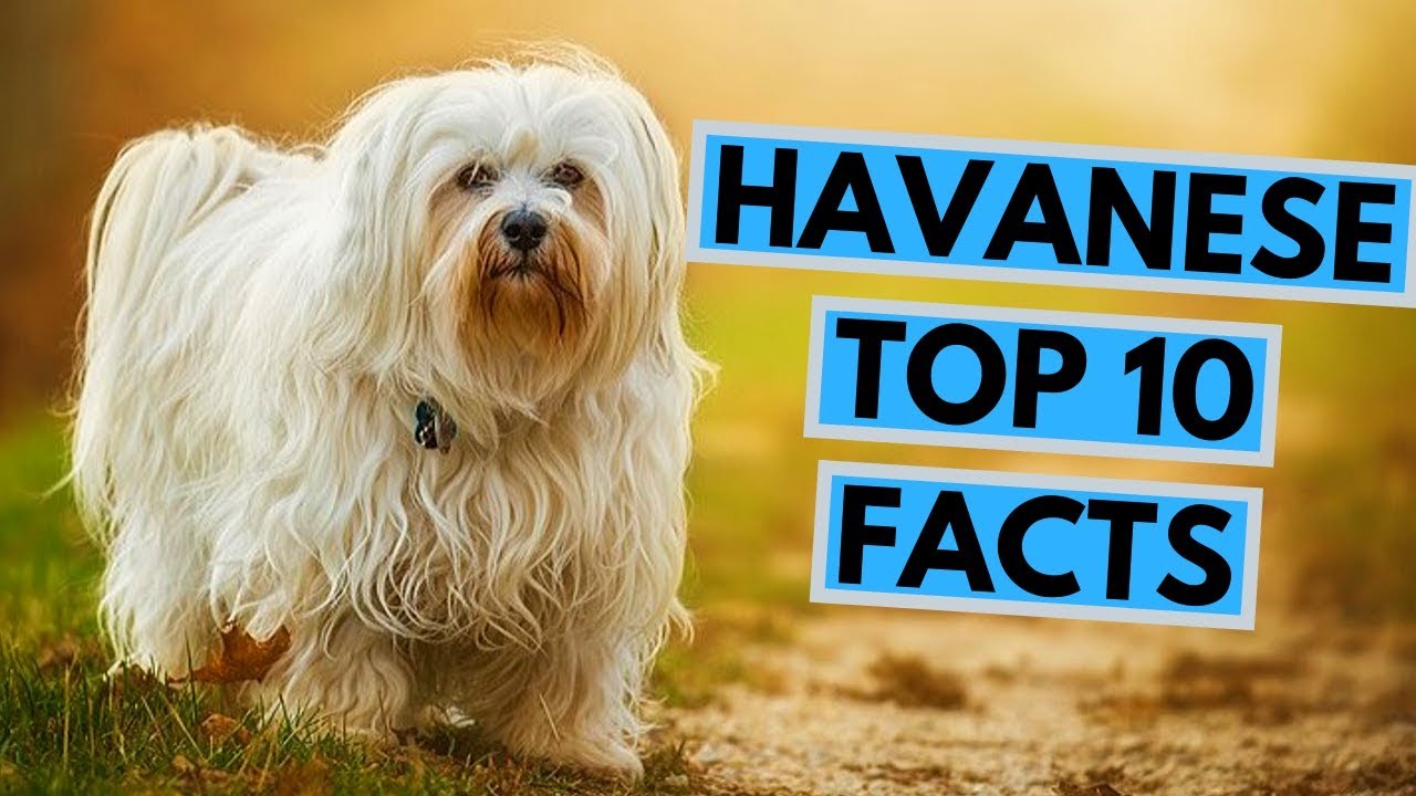 show me a picture of a havanese