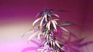Organic Autoflower Update # 13 #growstar