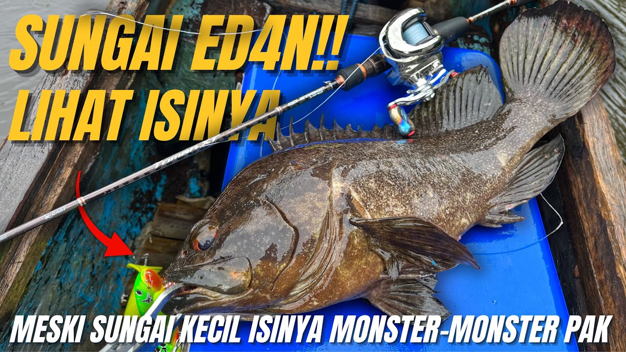 NGAWURR😱‼️MAU PUTUS SAMPAI BERAPA KALI‼️SUNGAI SEKECIL INI ISINYA IKAN MONSTER SEMUA‼️GIL4KK😱🔥
