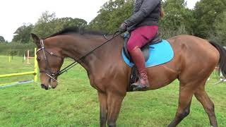 2021.10.26 - Flatwork & jumpies for Louie with Becka