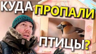 Куда пропали птицы с кормушек?