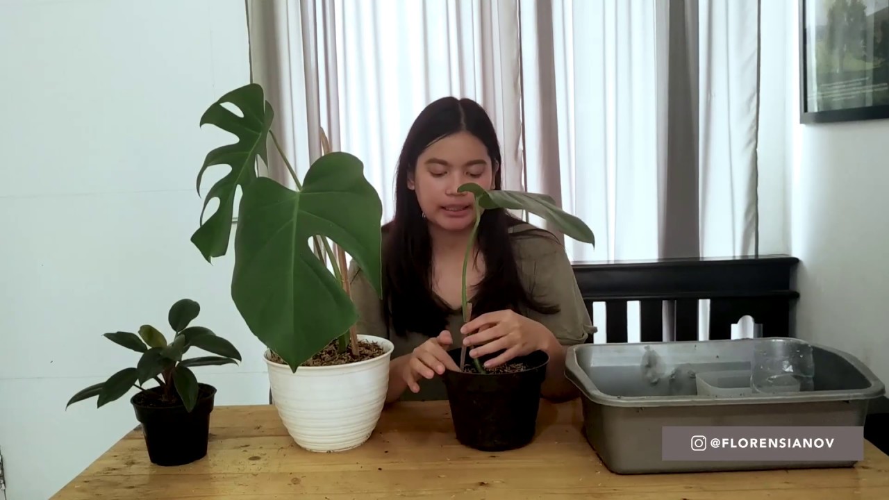 Daun Ga Sobek Splitting Cara Merawat Monstera Youtube