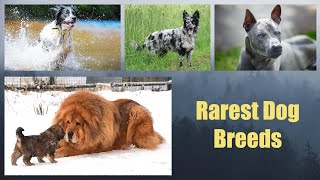 Rarest Dog Breeds !! screenshot 3