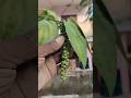 See how many pepper plants together #pepper #shorts #shortsfeed