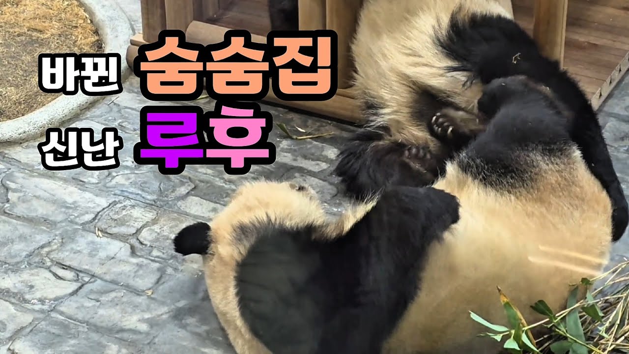 🗓20260212 세컨하우스 🎦바뀐 숨숨집 신난 루이후이🎦 💕🐼루이바오🐼후이바오💕