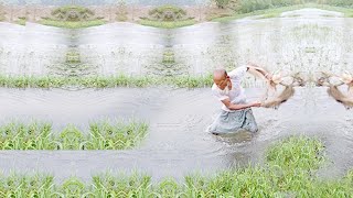 Best Rainy Day Net Fishing - Amazing Village River Fishing - Cast Net Fishing Resimi